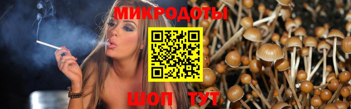 Сунжа  Псилоцибиновые грибы Psilocybe  Псилоцибиновые грибы Cubensis  Вход с VPN 